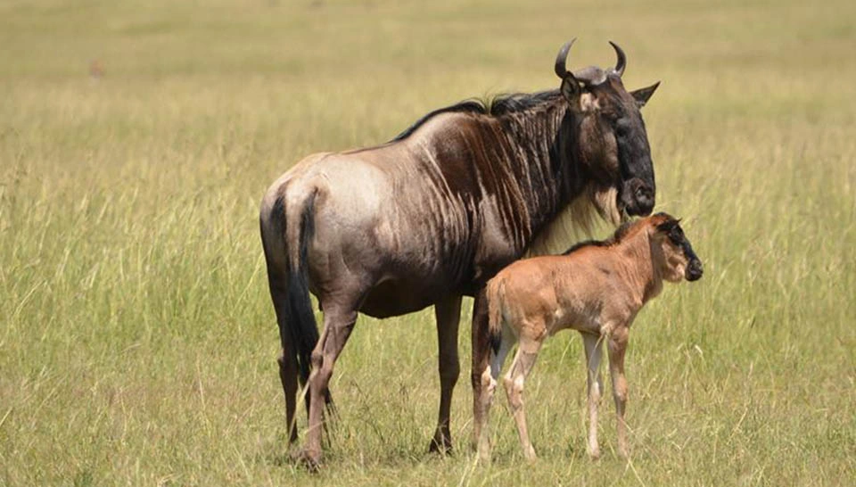 Ndutu calving season plains in South Serengeti